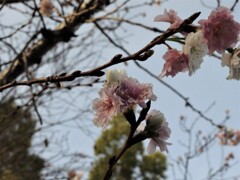 10月桜