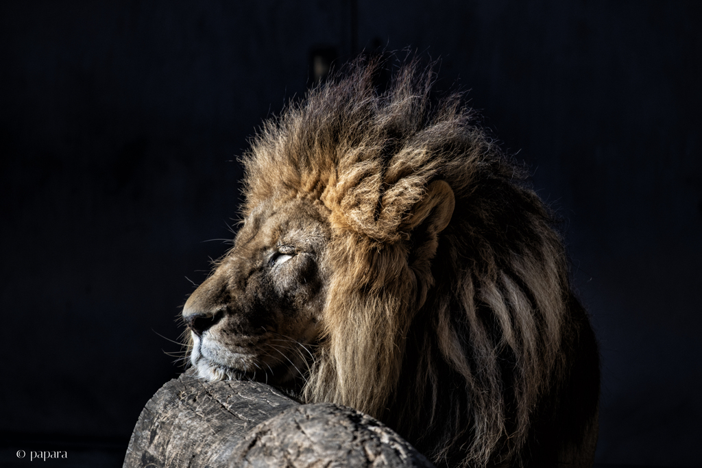 天王寺動物園からのお便り_167