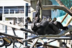 天王寺動物園からのお便り＿13