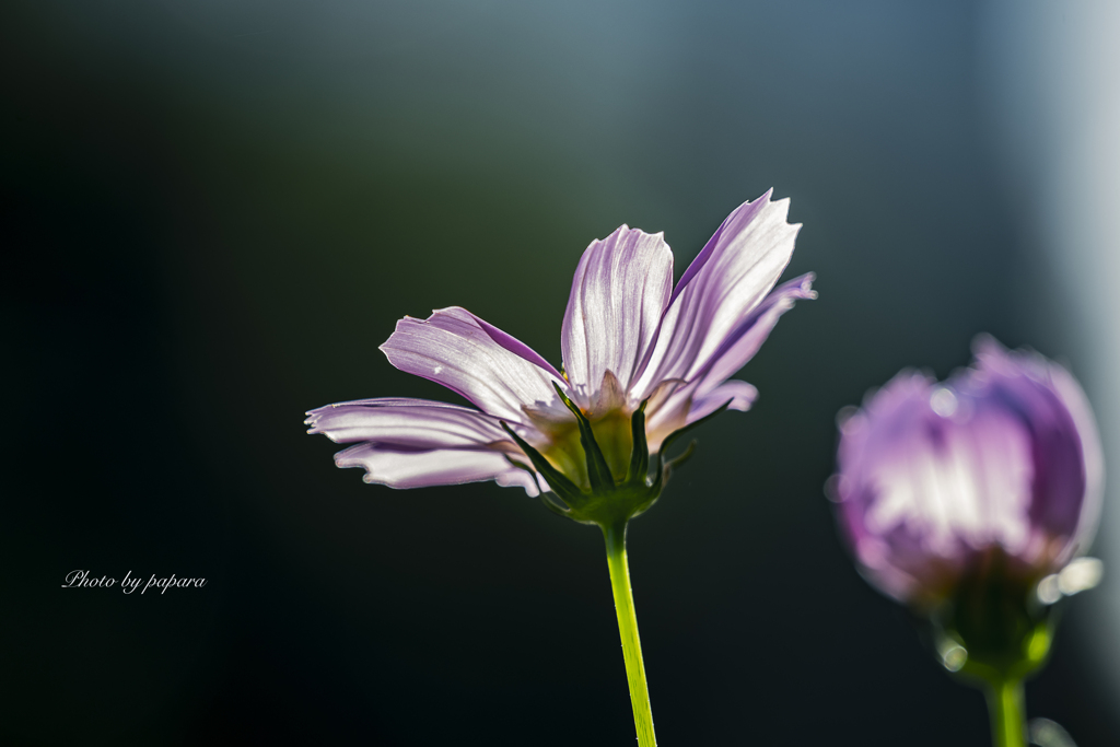 季節のお花達_71