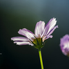 季節のお花達_71