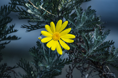 季節のお花達_119