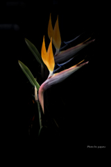 季節のお花達_154