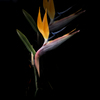 季節のお花達_154