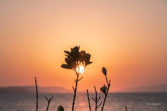 RINKU Sunset_2025010