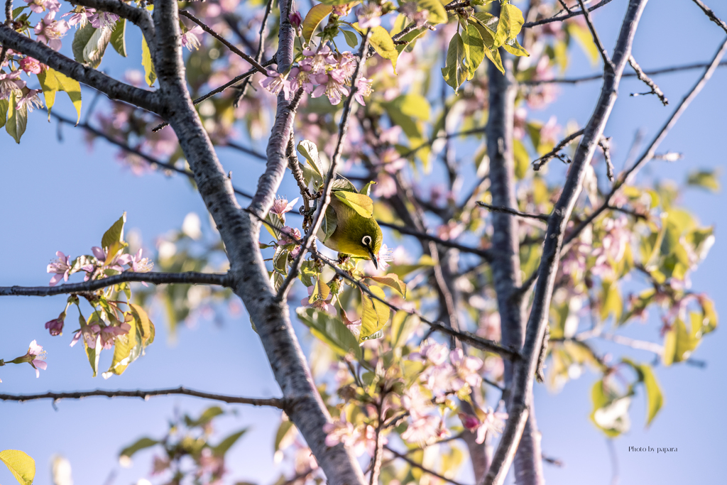 季節のお花達_115