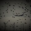 bird strike