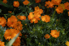 季節のお花達_180 季節のお花達_180