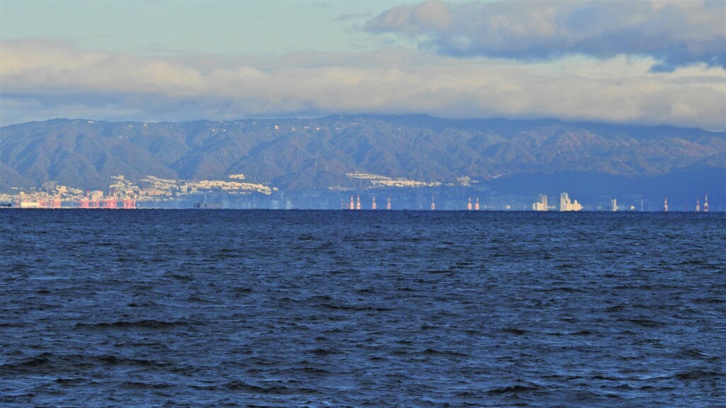 海のキリンたち