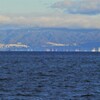 海のキリンたち