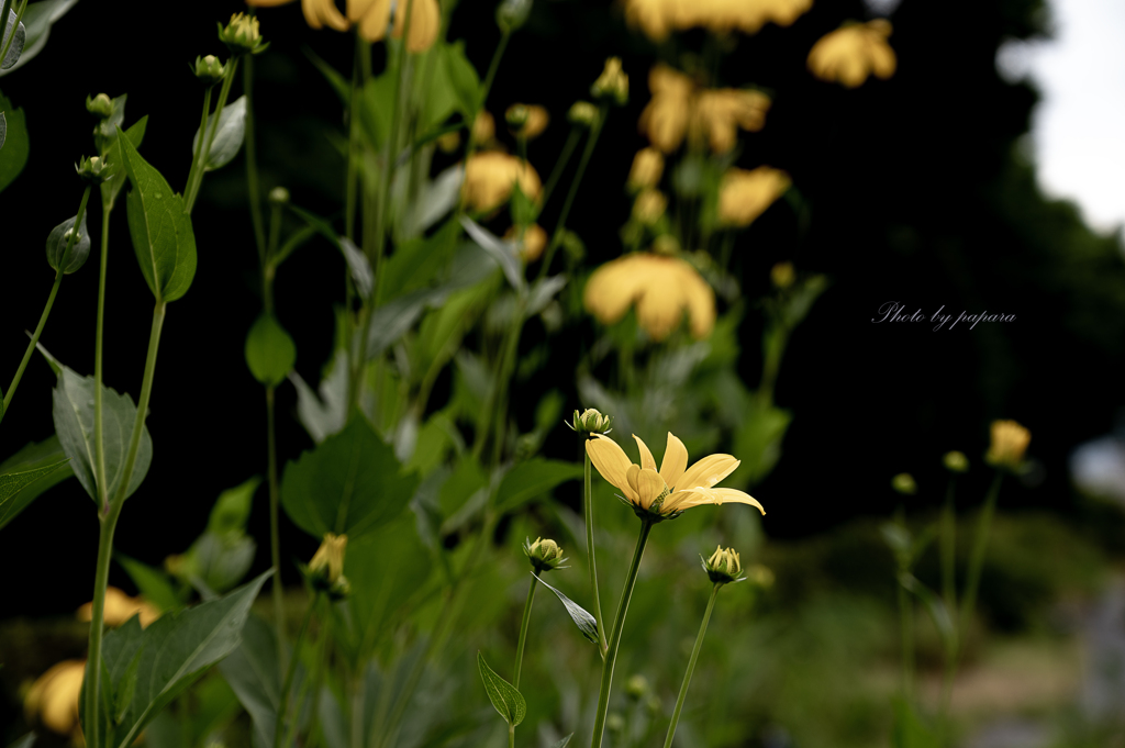 季節のお花達_37