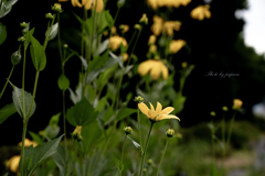 季節のお花達_37