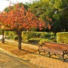 ベンチも紅葉