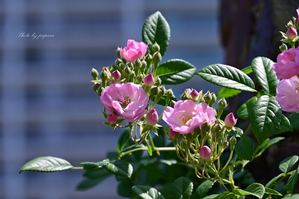 季節のお花達_28