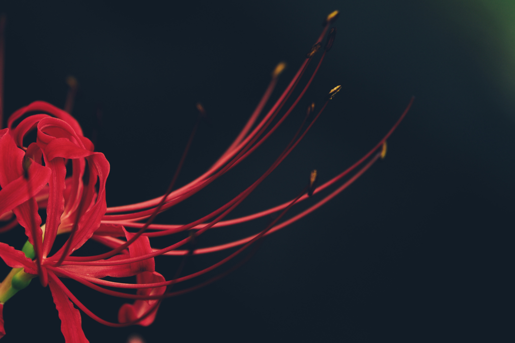 Red spider lily