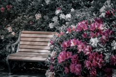 季節のお花達_134