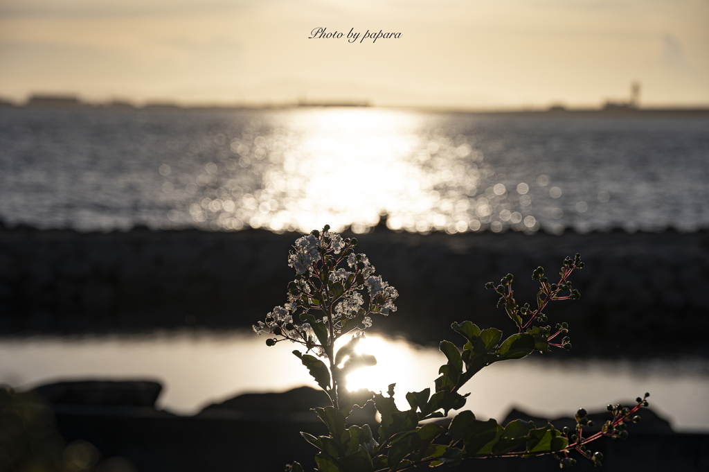 RINKU Sunset_2024232