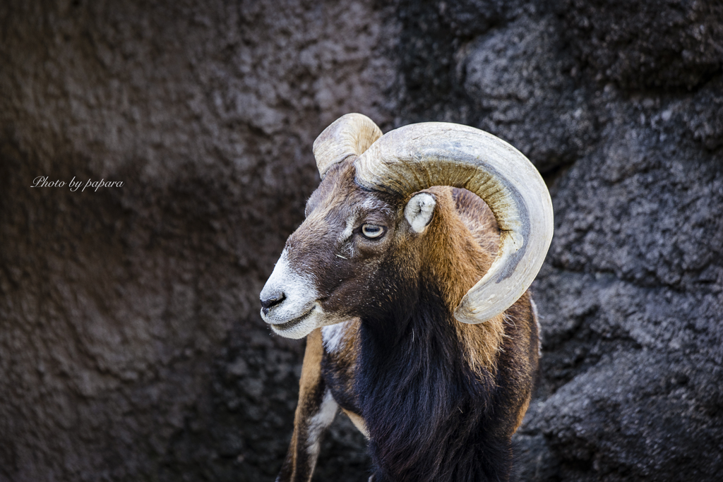 天王寺動物園からのお便り_110