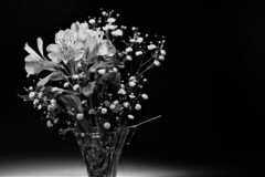（Alstroemeria）モノクローム
