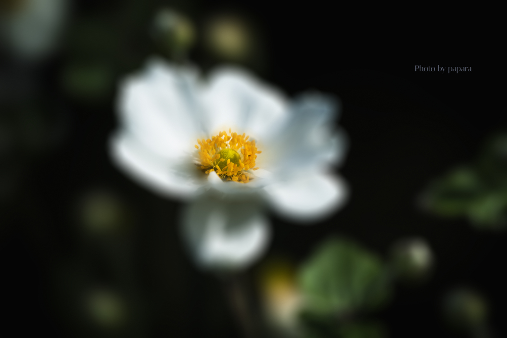 季節のお花達_106