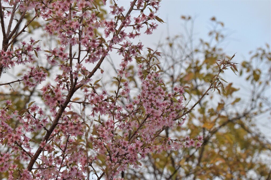 冬桜満開