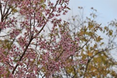 冬桜満開