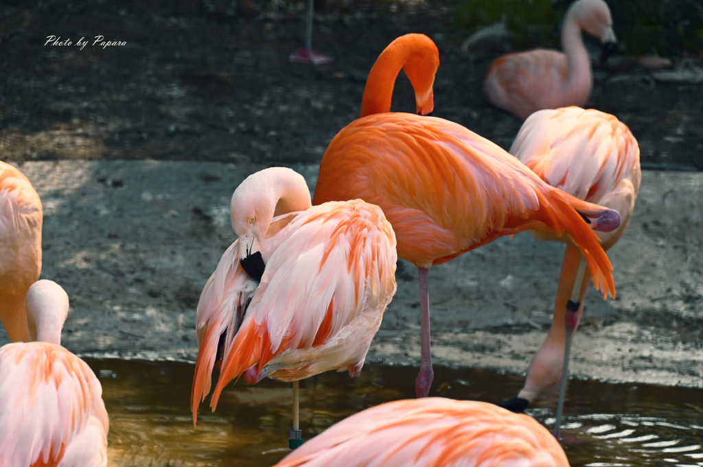 天王寺動物園からのお便り＿26