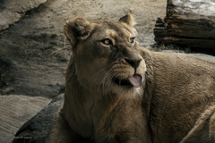 天王寺動物園からのお便り_120