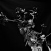 固まってしまった薔薇