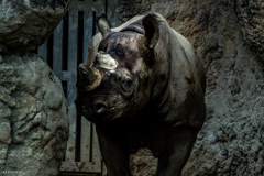 天王寺動物園からのお便り_155