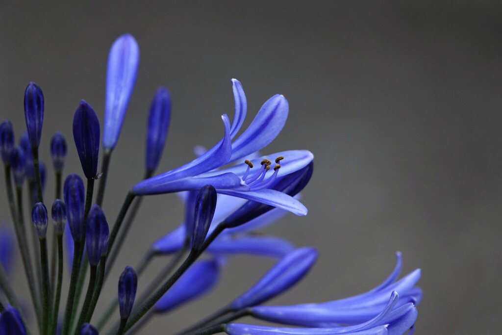 アガパンサスの開花