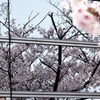 春を映し出す