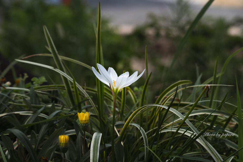 季節のお花達_61