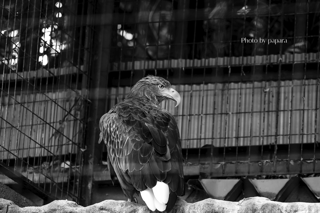 天王寺動物園からのお便り_106