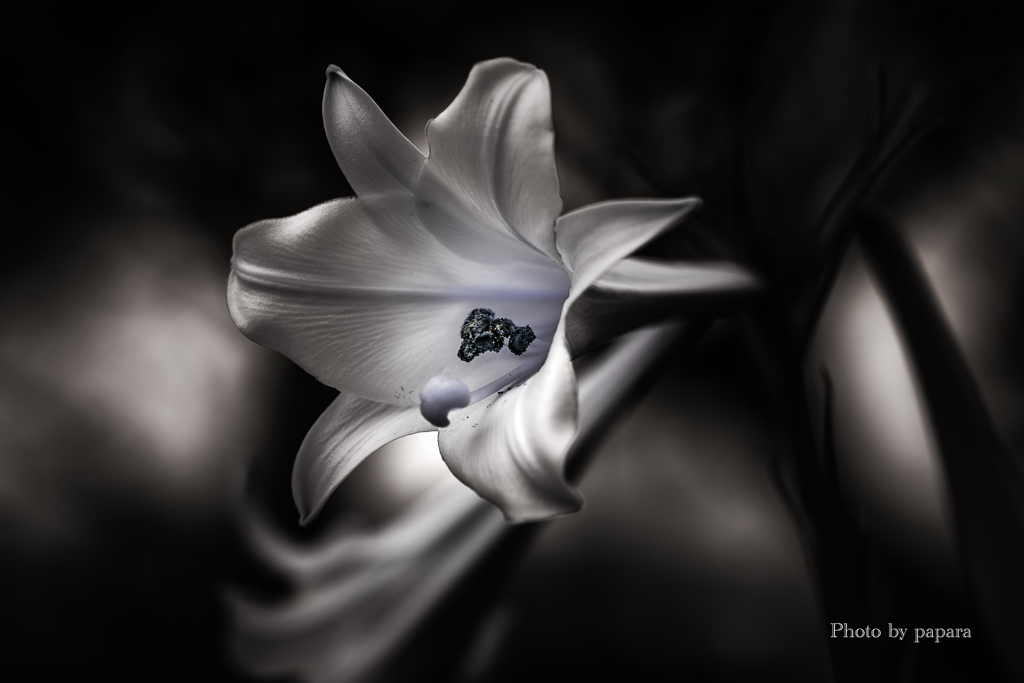 Colourful Black and White_00