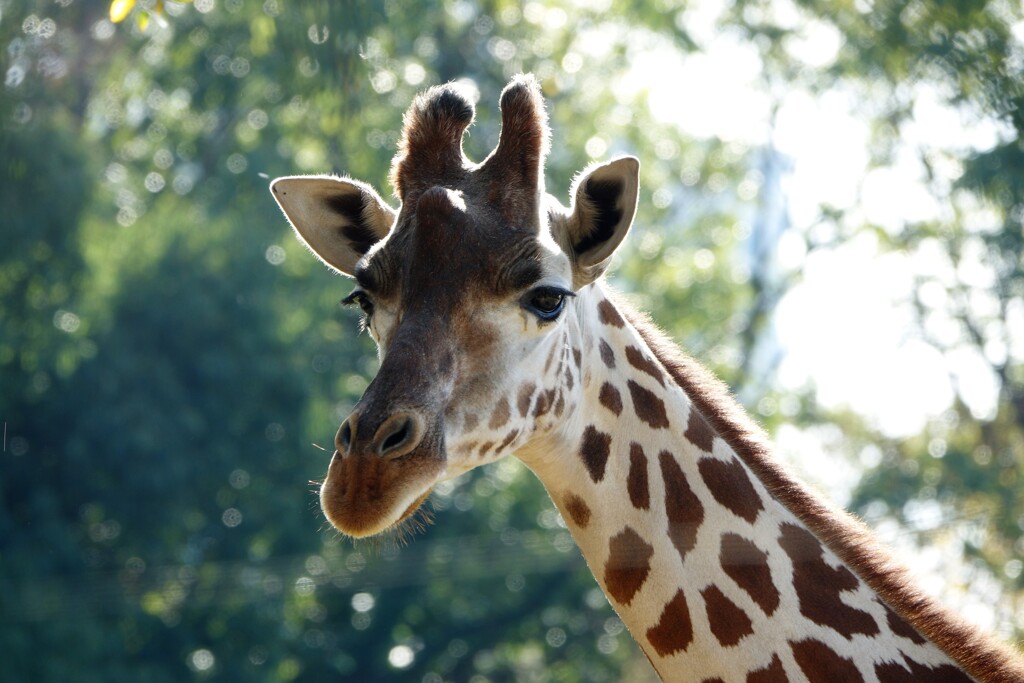 天王寺動物園からのお便り＿14