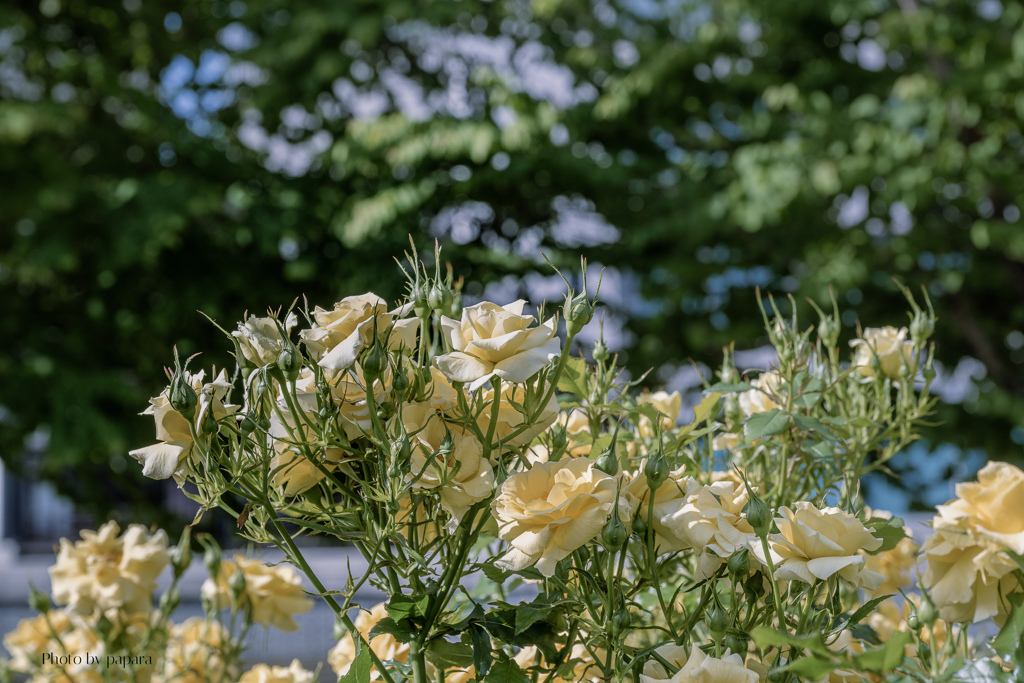 大阪中之島からお便り_55