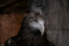 天王寺動物園からのお便り_164