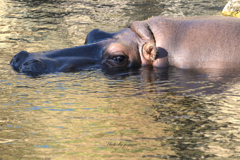 天王寺動物園からのお便り_80