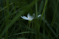 季節のお花達_174