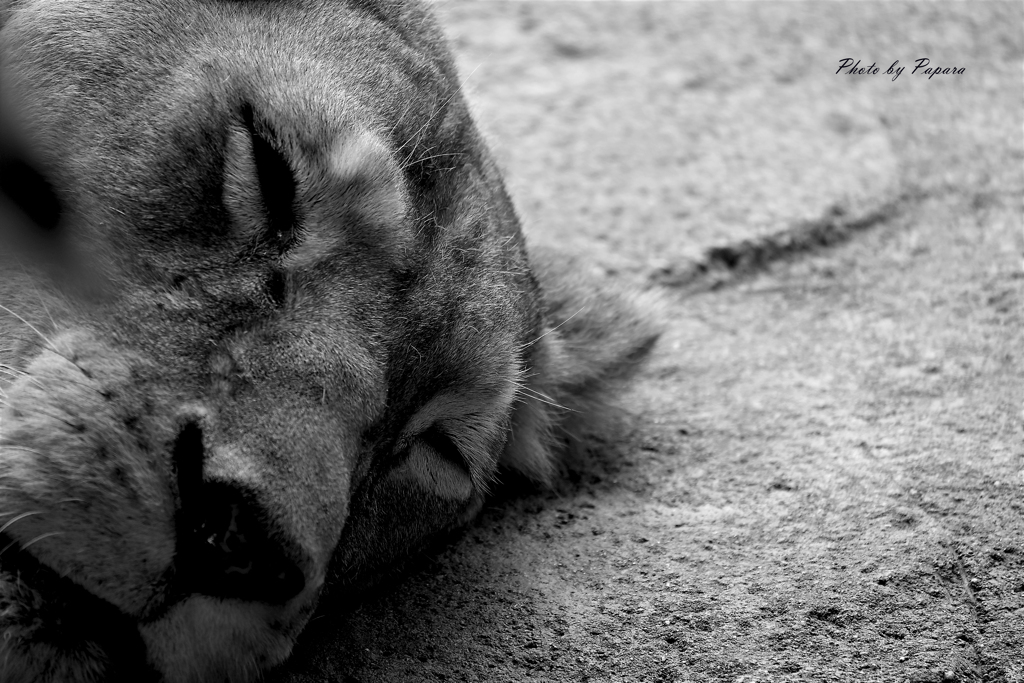 天王寺動物園からのお便り＿36