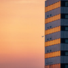 RINKU Sunset_2025166