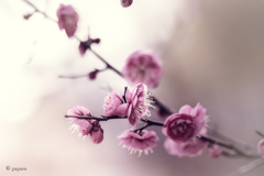 季節のお花達_185