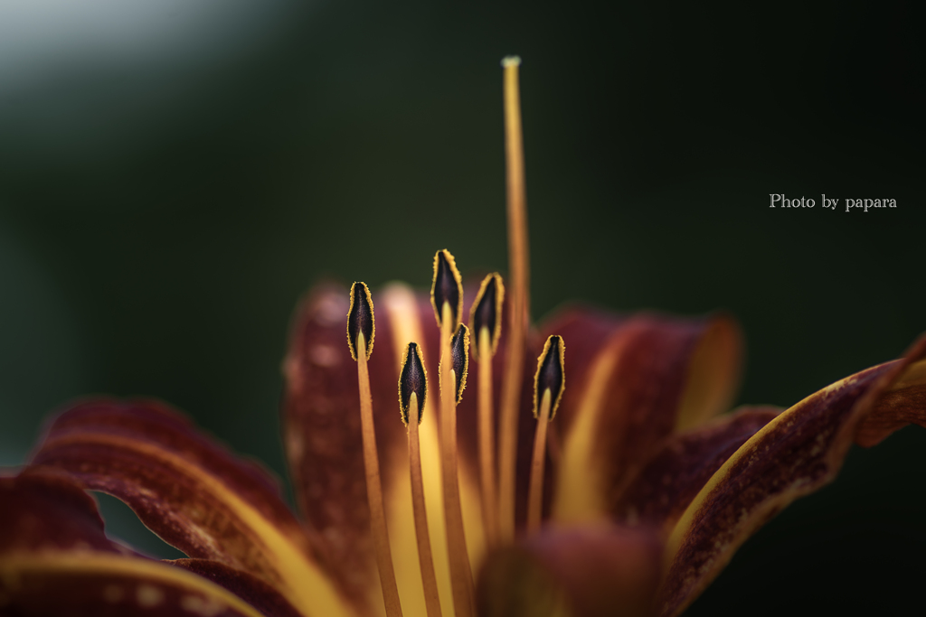 季節のお花達_170
