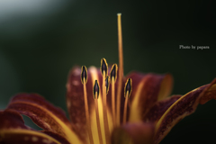 季節のお花達_170