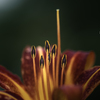 季節のお花達_170