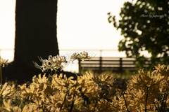 RINKU Sunset_2024281