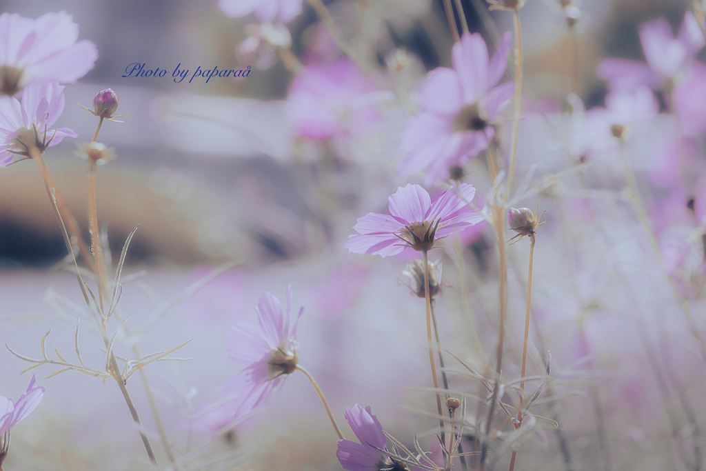 季節のお花達_91