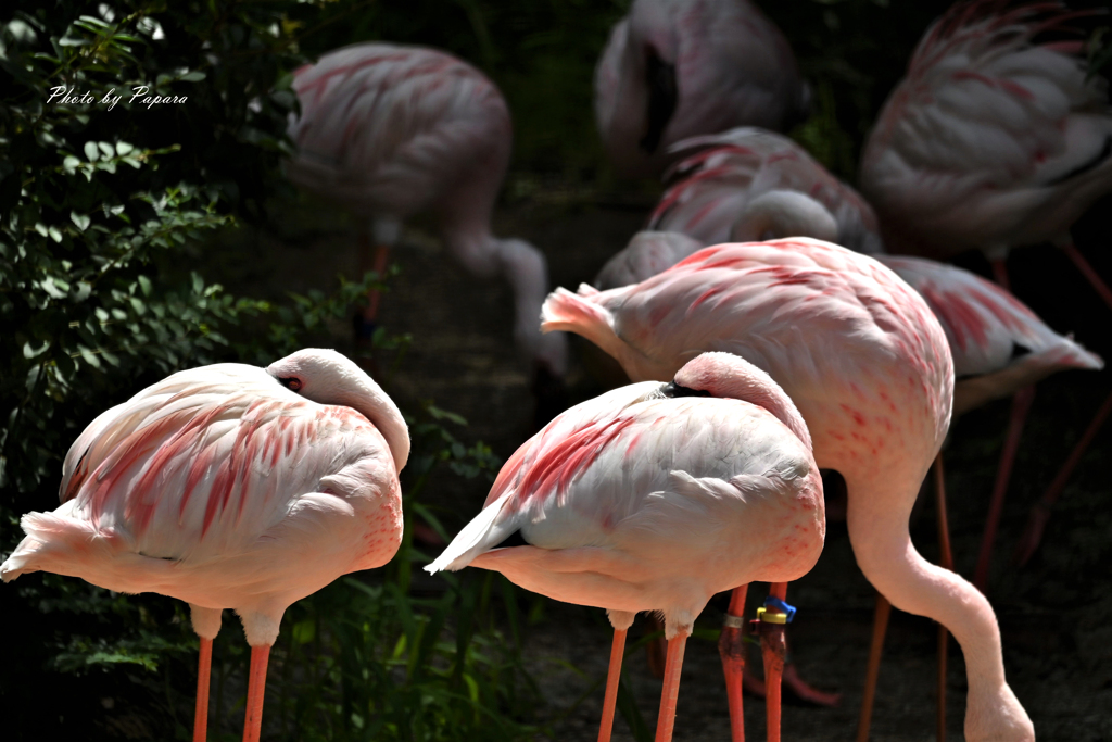 天王寺動物園からのお便り＿34