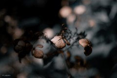 季節のお花達_182